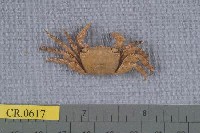 藏品(方形大額蟹)的圖片